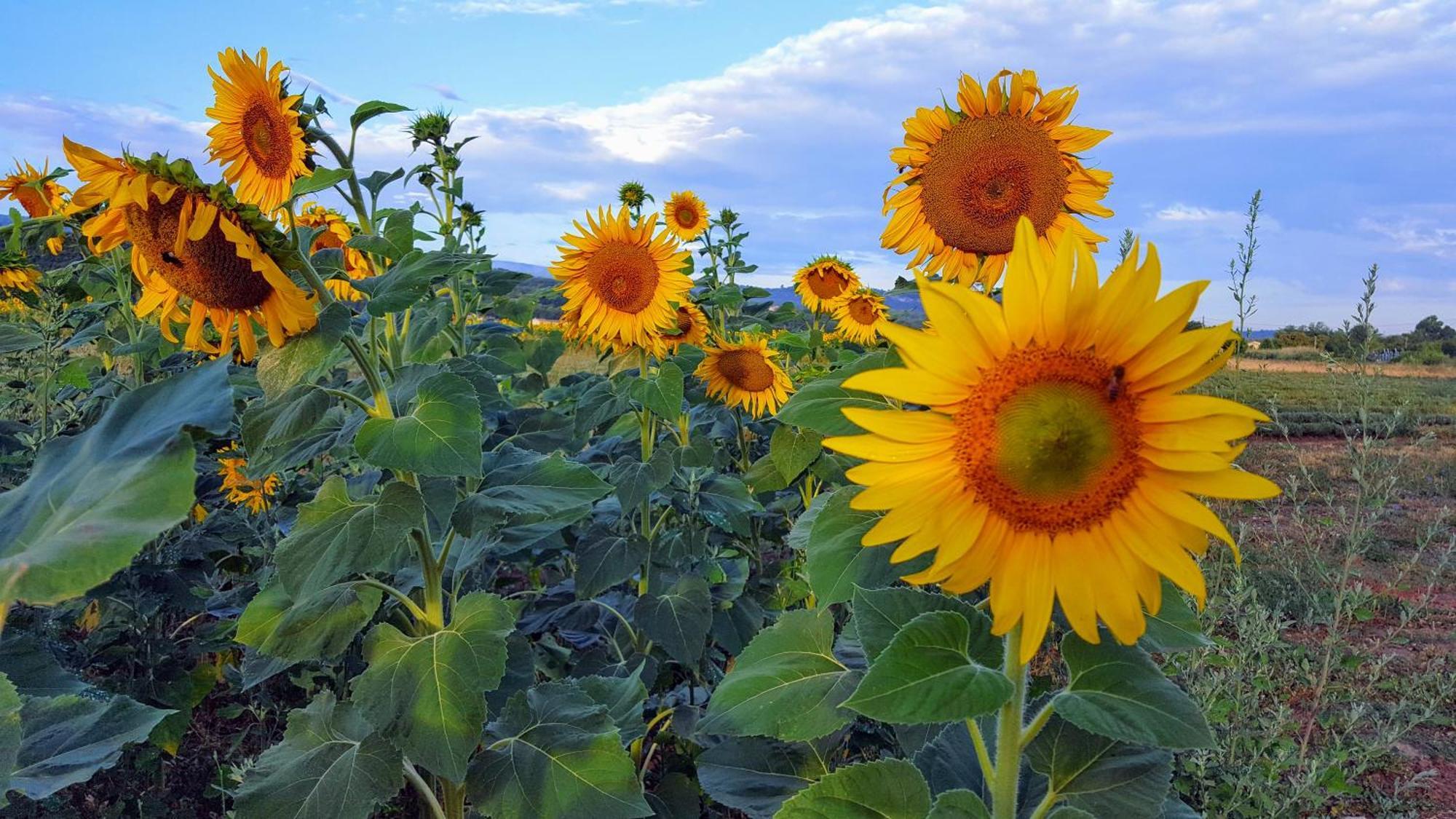 Provence Luberon Mafasuza * Goult